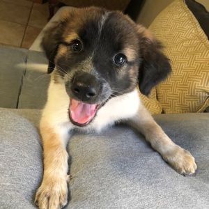 Meet your Posher, Elizabeth